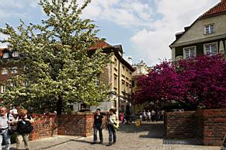 Stare Miasto - Kwitn�ce 01